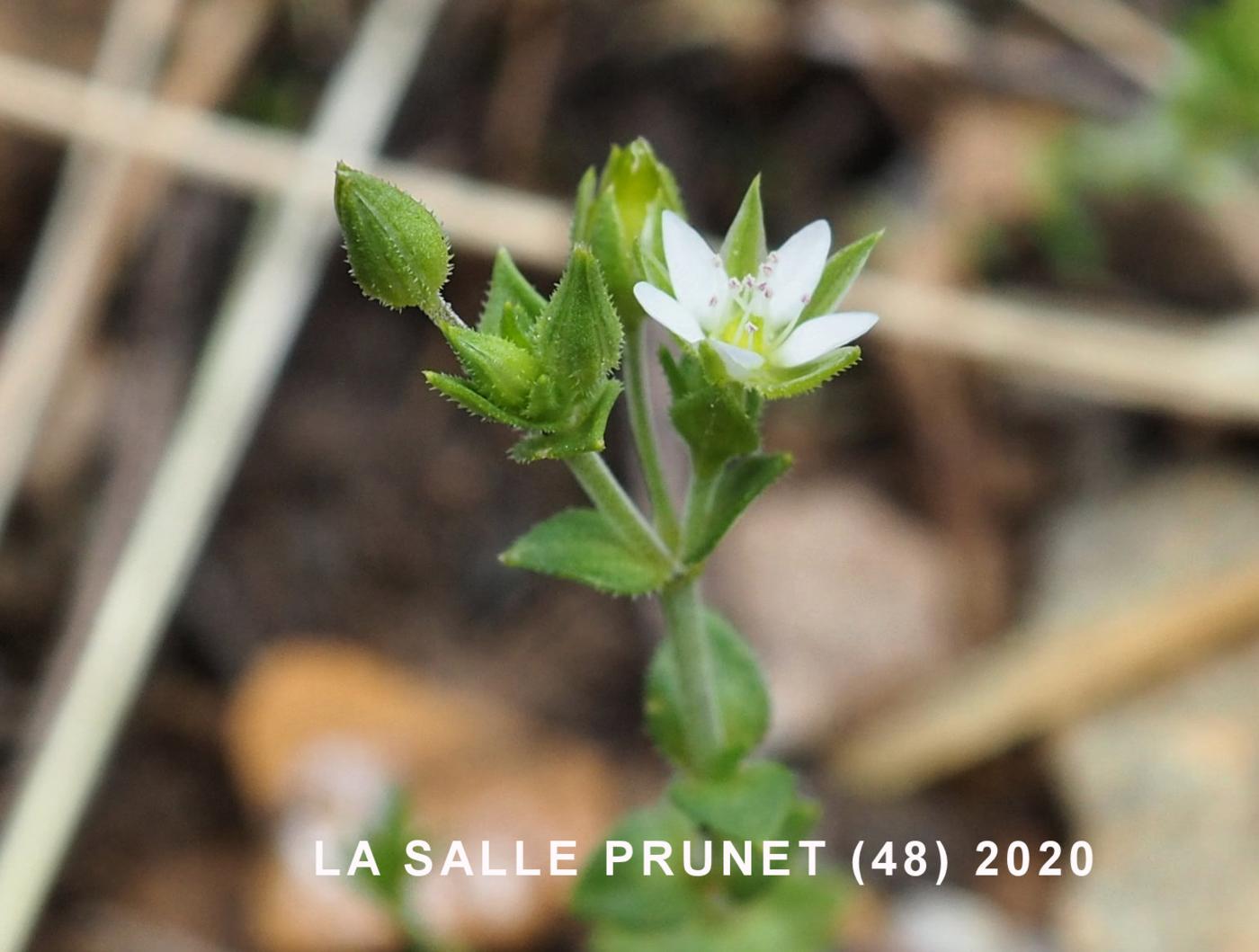 Sandwort, Thyme-leaved flower